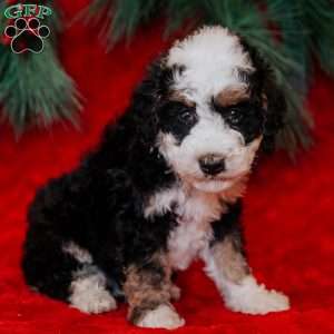 Bixie, Mini Bernedoodle Puppy